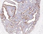 TMEM192 Antibody in Immunohistochemistry (Paraffin) (IHC (P))