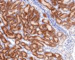 TMEM192 Antibody in Immunohistochemistry (Paraffin) (IHC (P))