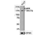 SAFB Antibody in Western Blot (WB)