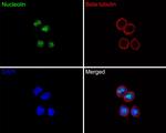 Nucleolin Antibody in Immunocytochemistry (ICC/IF)