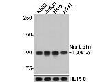 Nucleolin Antibody in Western Blot (WB)