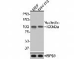 Nucleolin Antibody in Western Blot (WB)