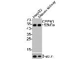 FGFR1OP Antibody in Western Blot (WB)