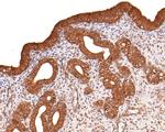 Kinesin 5B Antibody in Immunohistochemistry (Paraffin) (IHC (P))