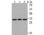 CYB5R3 Antibody in Western Blot (WB)