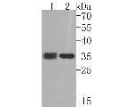 CYB5R3 Antibody in Western Blot (WB)