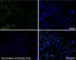 TAF15 Antibody in Immunocytochemistry (ICC/IF)