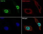 TAF15 Antibody in Immunocytochemistry (ICC/IF)