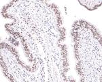 TAF15 Antibody in Immunohistochemistry (Paraffin) (IHC (P))