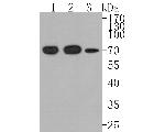 TAF15 Antibody in Western Blot (WB)