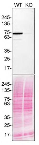 TAF15 Antibody in Western Blot (WB)