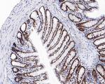 SR Antibody in Immunohistochemistry (Paraffin) (IHC (P))