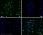 USP39 Antibody in Immunocytochemistry (ICC/IF)