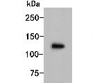 UBE4A Antibody in Western Blot (WB)