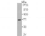 SLC27A4 Antibody in Western Blot (WB)