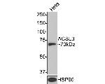 ACSL3 Antibody in Western Blot (WB)