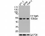 GSDMD Antibody in Western Blot (WB)