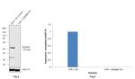 GSDMD Antibody in Western Blot (WB)