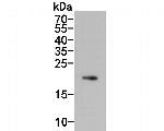 IL-28A Antibody in Western Blot (WB)