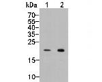 IL-28A Antibody in Western Blot (WB)