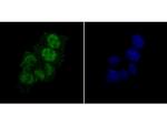 PTBP1 Antibody in Immunocytochemistry (ICC/IF)