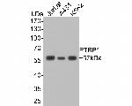 PTBP1 Antibody in Western Blot (WB)