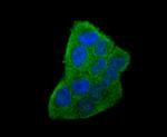 IL-6 Antibody in Immunocytochemistry (ICC/IF)