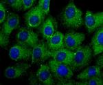 HSPA9 Antibody in Immunocytochemistry (ICC/IF)