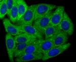 HSPA9 Antibody in Immunocytochemistry (ICC/IF)