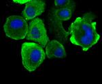 HSPA9 Antibody in Immunocytochemistry (ICC/IF)