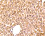 HSPA9 Antibody in Immunohistochemistry (Paraffin) (IHC (P))