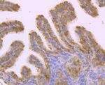 HSPA9 Antibody in Immunohistochemistry (Paraffin) (IHC (P))