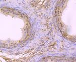 HSPA9 Antibody in Immunohistochemistry (Paraffin) (IHC (P))