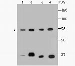 HSPA9 Antibody in Western Blot (WB)