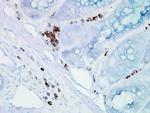 HSP70/HSC70 Antibody in Immunohistochemistry (PFA fixed) (IHC (PFA))