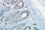 HSP90 Antibody in Immunohistochemistry (PFA fixed) (IHC (PFA))