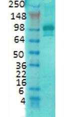 PSD-95 Antibody in Western Blot (WB)