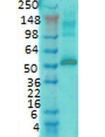 CaMKII alpha Antibody in Western Blot (WB)