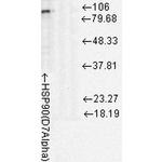 HSP90 Antibody in Western Blot (WB)