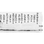 FKBP4 Antibody in Western Blot (WB)