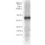 HSP40 Antibody in Western Blot (WB)