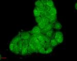 HSC70 Antibody in Immunocytochemistry (ICC/IF)