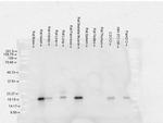 CRYAB Antibody in Western Blot (WB)