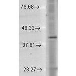 Rhodopsin Antibody in Western Blot (WB)