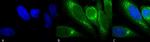 GRP78 Antibody in Immunocytochemistry (ICC/IF)