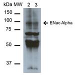 alpha-ENaC Antibody in Western Blot (WB)