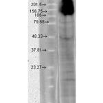 HCN4 Antibody in Western Blot (WB)