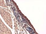 SLC5A5 Antibody in Immunohistochemistry (PFA fixed) (IHC (PFA))