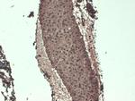 SLC5A5 Antibody in Immunohistochemistry (PFA fixed) (IHC (PFA))