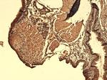 SLC5A5 Antibody in Immunohistochemistry (PFA fixed) (IHC (PFA))